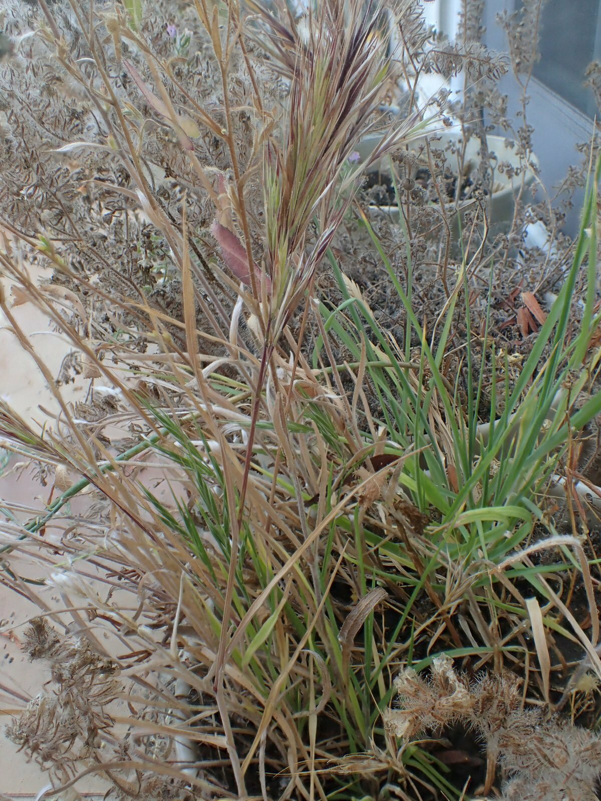 High Resolution Bromus madritensis Plant